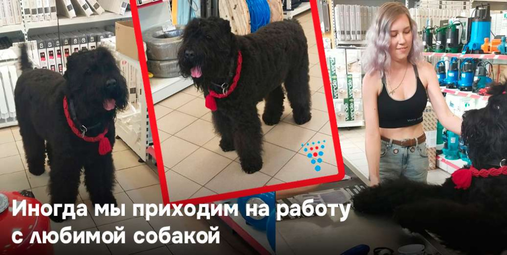Иногда мы приходим на работу с любимой сабакой